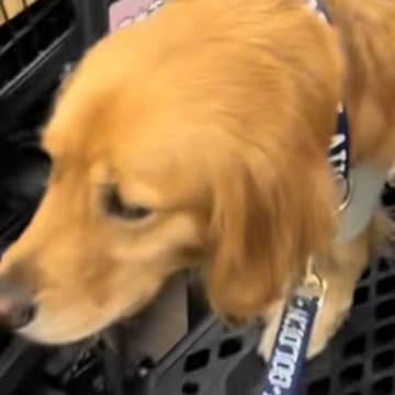 大型犬と一緒に買い物へ→『犬用カート』に乗せようと思ったら…まさかの『勘違い行動』が可愛すぎると52万再生「自信満々ｗ」「間違えた感ｗ」