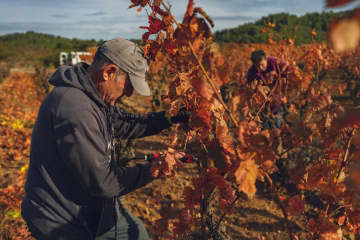 異常気象が多発、世界のワイン生産量が3年連続で「低水準」に