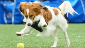 デコピン脱走封じ　大谷翔平と真美子さんが終始なだめてリラックス状態に　それでも最後はスルリと抜け出し逃走