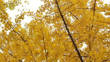 初冬の街を黄金色に染めるイチョウ　中国・貴州省桐梓県