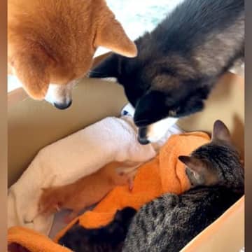 生まれて数日の赤ちゃん猫を保護→犬と猫が様子を見に来て…尊すぎる『優しい光景』が話題「お母さんがいっぱい」「みんなで子育てしてる」