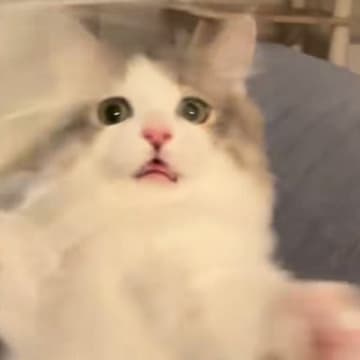 子猫の前で猫じゃらしを動かしたら、夢中になりすぎて…『可愛すぎる表情』が15万再生「ずっと見ていられるｗ」「一生懸命キャット」