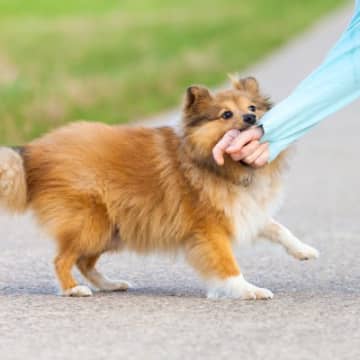 『初対面の犬』に勝手に触れてはいけない理由4つ　起こりうるトラブルや適切なアプローチの方法も解説