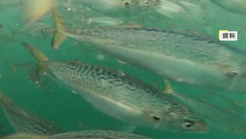 夏の暑さ原因か…養殖サバ大量死 ブランド化進める「唐津Qサバ」出荷できず 海水温高い夏場の養殖環境改善が課題に