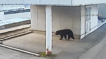 秋田市中心街でクマ出没…朝の通勤時間に歩行者とニアミス　「想定外の場所に現れた」県庁に近いハローワークにもアーバンベア