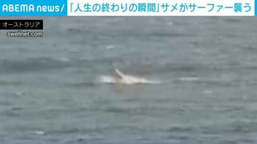 サーフィンを楽しむ男性→サメが“貨物列車”のように激突！「人生の終わりの瞬間だと思った」 オーストラリア