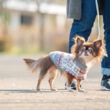 犬の『体を温める』ことで起こるメリット4つ　実践すべき理由から正しい方法まで