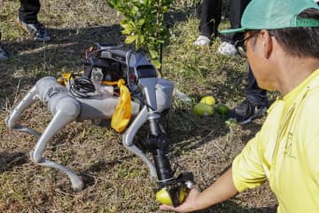 犬型ロボットでレモン収穫実験　農家の負担軽減へ、岡山