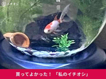 【ダイソー】観賞魚用「カルキぬき」はコスパ優秀110円！金魚の水槽管理におしみなく使える♪(50代男性)