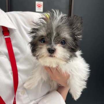 小さくて“綿毛みたい”だった生後3カ月の子犬が“表情豊か”に成長→飼い主の暮らしに「笑いをもたらす」大切な存在に