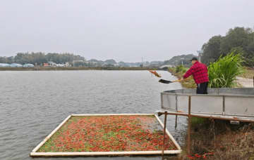 中国の養殖農家、トウガラシの餌に注目