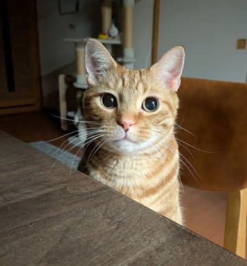 寝落ちして午前3時に起きた飼い主をそばで見守る猫　当たり前のように隣にいてくれる“優男”っぷりに反響！