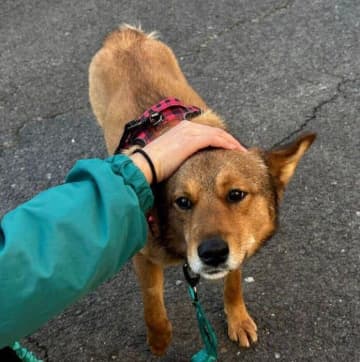 初対面は震えていた保護犬が、今では“寝言を言うほど爆睡”できるように　家族と過ごした1年での変化に感動