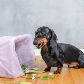 誤飲しやすいと言われている犬の特徴5選　予防する方法はあるの？飲み込んでしまった場合の応急処置まで