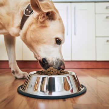 犬に絶対NGな『ご飯の与え方』6選　意外と知らない食事のしつけや負担をかけないためにすべき配慮まで