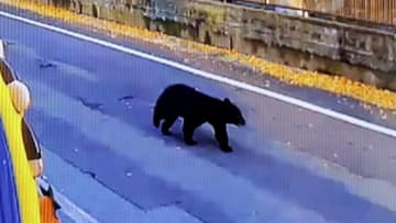 わずか40メートル歩行者とクマがニアミス…通勤時間帯に“アーバンベア”　「近い！近い！」海を泳ぐクマを発見・駆除