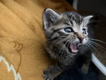 雨予報で急遽保護された子猫をお迎え→先天性の障害が発覚するも大きく成長した姿にグッとくる