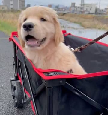 「このコが最後の大型犬」と迎えたゴールデンの子犬　家族になっておよそ2年半、「我が家の宝物」のような存在に