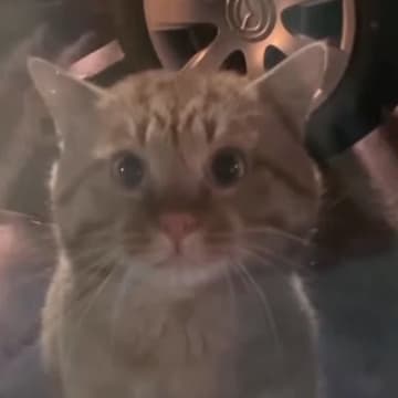 保護された『風邪気味の茶トラ猫』を預かると→少しずつ心を開いてきて…"感動のエピソード"が32万再生「なんて素敵な話」「涙が出た」