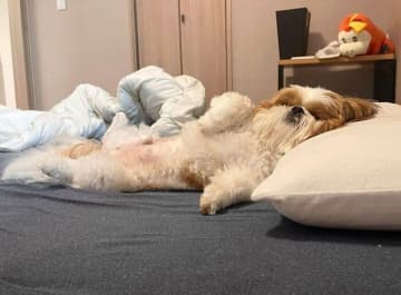 「朝だよ、起きて！」　ついにパパを“ベッドから追い出した”シー・ズーの大胆な寝姿が可愛い