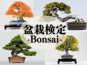 プレゼントも当たる！「盆栽（Bonsai）検定」大宮盆栽村100周年