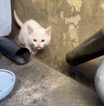 「亡き愛猫が会わせてくれたのかも」と思う野良の子猫との出会い　2年後、家族も増えて嬉しい成長が！