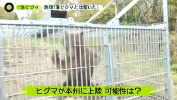 海で泳ぐクマを海上で駆除　“より大きく凶暴”ヒグマが本州上陸の可能性は？