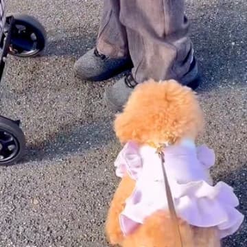 『犬が苦手なおばあちゃん』に近づいた犬→『嫌がられるかな』と思ったら…まさかの展開が45万再生「癒しの力に感動した」「ほっこり」と絶賛