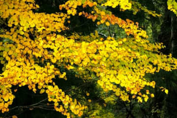 香りも楽しめる黄葉!「お菓子のような甘い匂いに誘われて」【自然観察】