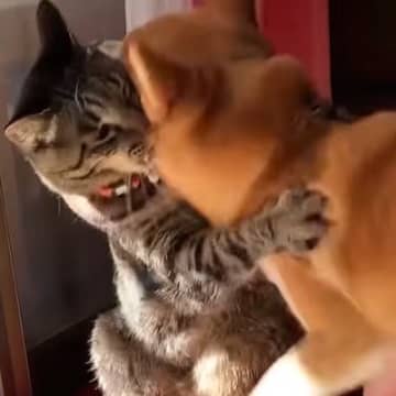猫に"挑み続ける柴犬"→さまざまな手を使って…まるでコントのような"日々のやり取り"が112万再生「何回見ても笑えるｗ」「大爆笑」