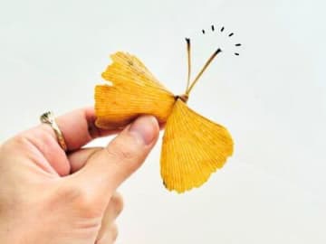 秋の色をそのまま楽しむ。イチョウの葉でつくる「蝶々」「きつね」。お散歩中に見つけたらやってみて♪