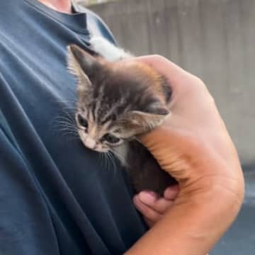 歩道の隅で"うずくまっていた子猫"→家族に迎えた結果…心温まる"感動の光景"が87万再生「優しい人に出会えて良かった」「素敵な名前」と反響