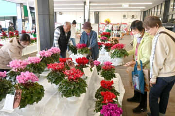 鉢花フェスタ　市村さん(鉾田)知事賞　16日まで　茨城・ひたちなか