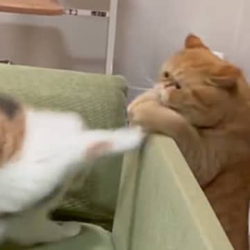 ソファの周りに集まってきた2匹の猫→見守っていると…思わず笑顔になる『かわいい遊び』が30万再生「楽しそうｗｗ」「とっても面白い」