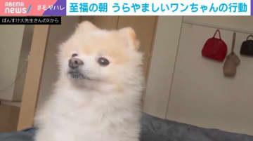 至福の朝！目覚めに合わせて手を“にぎにぎ”するポメラニアンの姿に「前世でどんな良い事をしたの？」と反響