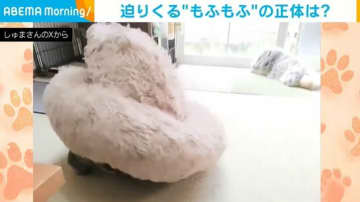 リビングに“謎の生命体”？ふわっとした丸いフォルムの正体に「出てきたときの顔が誇らしげでかわいい〜」と反響