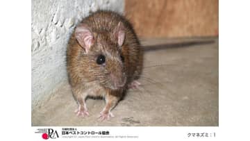 都内で急増！“子犬サイズ”に巨大化したネズミの正体…毒エサを食べない？切り札の駆除策に「依頼者も引いていた」