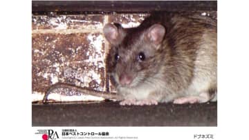 ネズミが出たら自作できる“段ボールトラップ”を試して。一般人の知らない習性と市販アイテムを使った駆除方法を解説