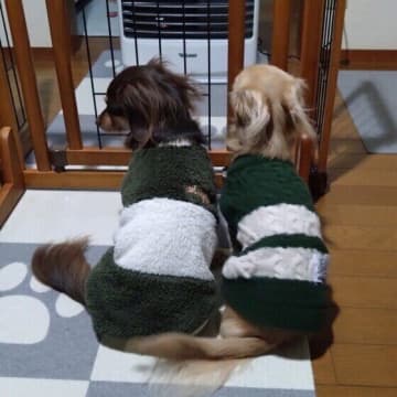 ストーブの前に犬が座っていたら――暖房器具を使うときの注意点