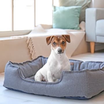 犬を不快にさせる『ベッド・寝床』3つの特徴　改善すべき理由から環境の整え方まで解説