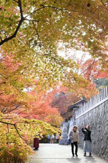《秋さんぽ》本堂への坂道　空覆うモミジ　大子・永源寺　茨城