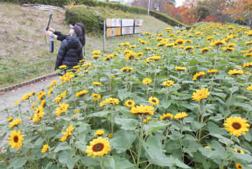 冬のヒマワリ楽しんで　座間、2万本が順次開花