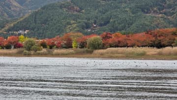 渡り鳥が大量に飛来！「水草が食べられて減っちゃうんですよ」そんななか猛威を振るうルアーがコチラ！プロガイドが教える激押しカラーも。