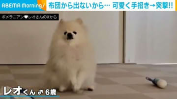 布団から出てこない飼い主…犬が可愛く手招き→“突撃”する様子に「めっちゃ可愛い」「天使！癒しですね」と反響