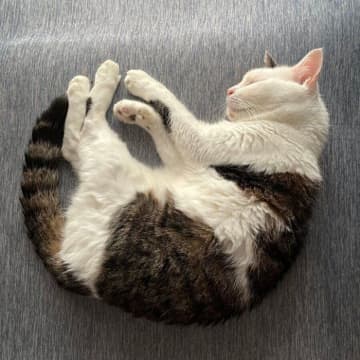 初日から、ずっと家にいたような雰囲気の保護猫！→12才になって見せる子猫のような寝姿にほっこり