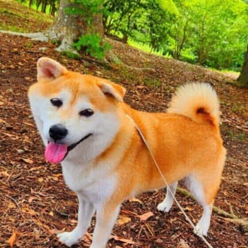 犬が排泄後に後ろ足で地面を蹴る理由　猫の砂かけとの違いは？｜獣医師解説