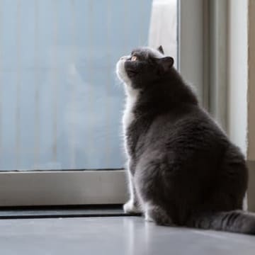 『お留守番中の猫』が思っている本音3選　飼い主が知らない意外な感情とは？