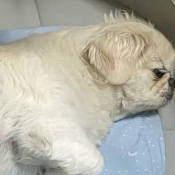 お風呂から上がったら、犬が『赤ちゃんのベッド』で…まさかの『ジャストフィット』する光景に反響「我が物顔で草」「うちの子もやりますｗ」