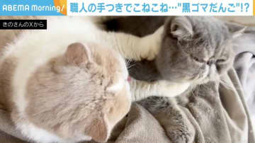 職人？後輩猫の顔を一心不乱に“こねる”先輩猫に「後ろ脚も使ってるw」「上手にこねられました」と反響