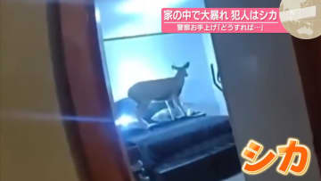 家の中で大暴れ、犯人はシカ　警察お手上げ「どうすれば…」【#世界のミダシ】